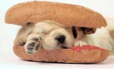 hotdog